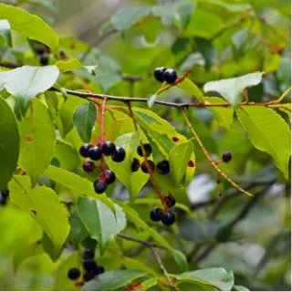 Black Cherry